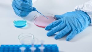 Read more about the article Primary Culture Of Different Types Of Special Cells Called Cardiac Telocytes