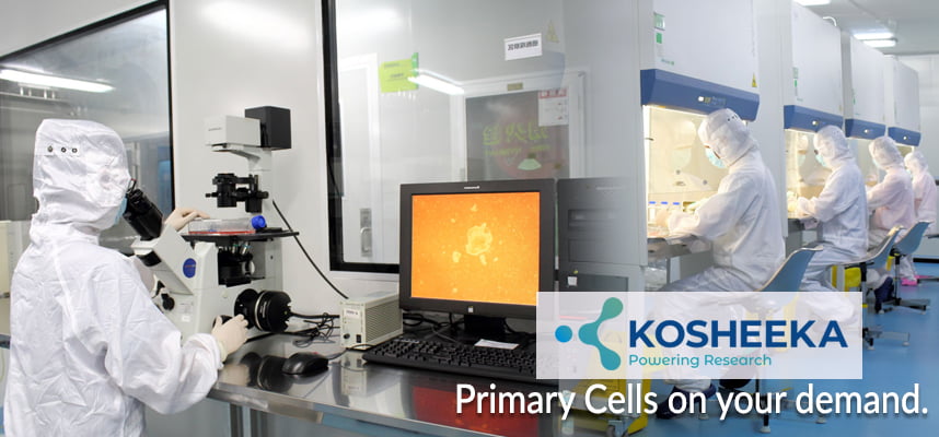 You are currently viewing Primary Cell Cultures- Safety Precautions To Be Observed