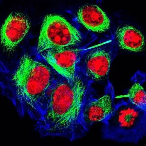 Read more about the article Novel Toxicological Models: The good science is yet to come!