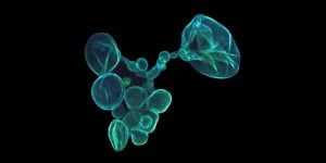 Read more about the article Primary Cells: Can You Grow Your Own Brain?