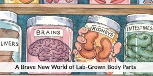 Read more about the article Bioengineered Organs: Could Change Be The Horizon?