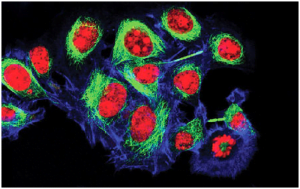 Read more about the article Points To Remember Before Ordering Cells