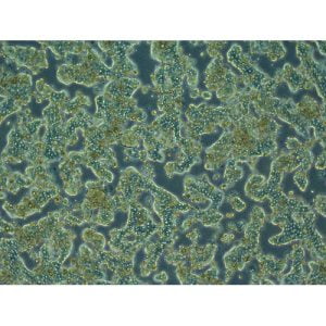 Read more about the article Six Points To Be Kept In Mind For Rat Primary Hepatocyte Culture