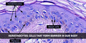Read more about the article Looking At The Cells That Form The Barrier In Our Body: Keratinocytes