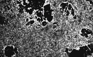 Read more about the article Primary Cultures To Study Cardiomyocytes Biology