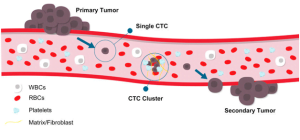 Read more about the article Culturing Fugitives On The Run: Circulating Tumour Cells