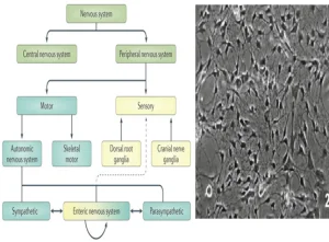 Read more about the article Culturing The Gastrointestinal Nerves Of The “Second Brain”
