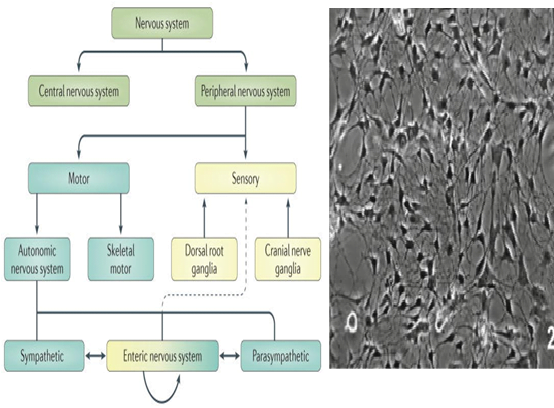You are currently viewing Culturing The Gastrointestinal Nerves Of The “Second Brain”