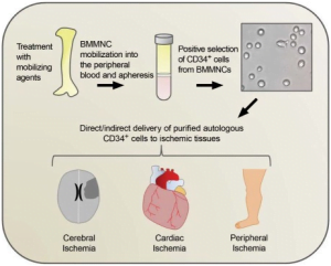 Read more about the article The Magic Of CD 34 Positive Cells