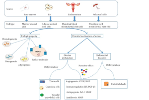 Read more about the article Human Mesenchymal Stem Cells To Treat Female Infertility