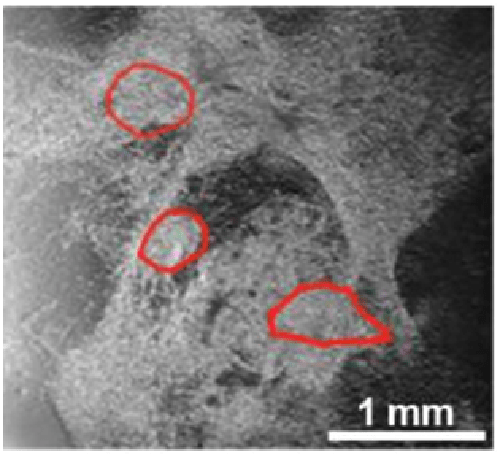 You are currently viewing Primary Heart Culture To Assess The Development Of Embryos