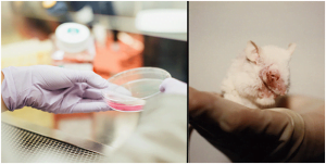Read more about the article Cultures As Alternatives To Animal Usage In Labs