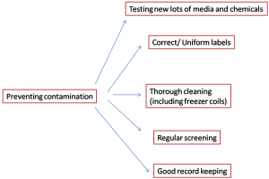 Read more about the article Maintaining Clean Primary Cultures: Simple Yet Vital Tips
