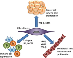 Read more about the article Exploring The Mechanisms Of Gastric Cancer Using Primary Culture