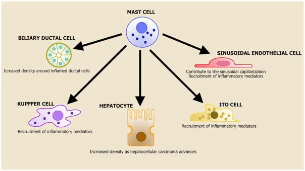 You are currently viewing Why Liver Mast Cell Cultures Are Needed – Kosheeka Is Your Answer