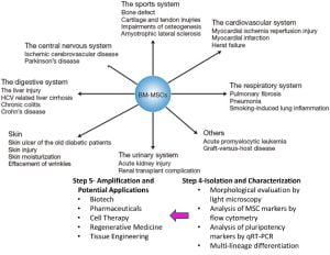 Read more about the article Supplying Bone Marrow-Derived Mononuclear Cells (BM-MNCs)