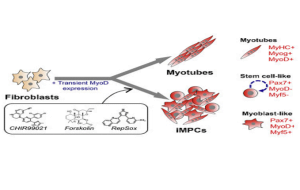 Read more about the article The Promise Of Mouse Skeletal Muscles Fibroblasts