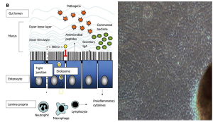 Read more about the article Culturing The Multi-Faceted Enterocytes