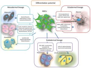 Read more about the article Expanding Research By Supplying Mesenchymal Stem Cells