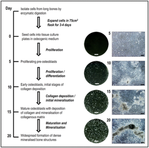 Read more about the article Culturing The Cells That Form Our Skeleton-Osteoblasts: 8 Points That Can Guide Your Culture