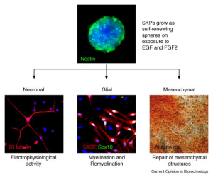 Read more about the article Skin-Derived Precursor (SKP) Cells For Regenerative Medicine