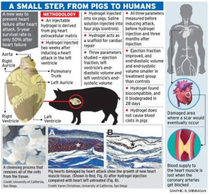 Read more about the article Culturing Hearts Of Swine To Fuel Research