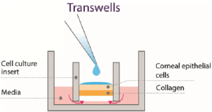 Read more about the article Testing Toxicity On Primary Cultures Of Cornea Instead Of Animal Models