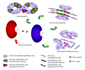 Read more about the article Understanding Functions And Toxicity Using Kidney Epithelial Cell Primary Cultures