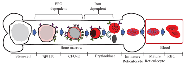 You are currently viewing The Promise Of Bone Marrow Erythroblast Cells For Treating Haematological Diseases