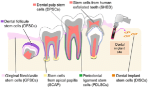 Read more about the article Culturing Human Dental Mesenchymal Stem Cells