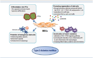 Read more about the article Mesenchymal Stem Cells For Diabetes – A Ray Of Hope