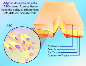Read more about the article Adipose Mesenchymal Stem Cells: Get Set Go