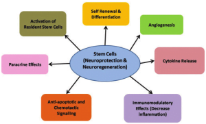 Read more about the article Stem Cells To Treat Autism Spectrum Disorder (ASD)