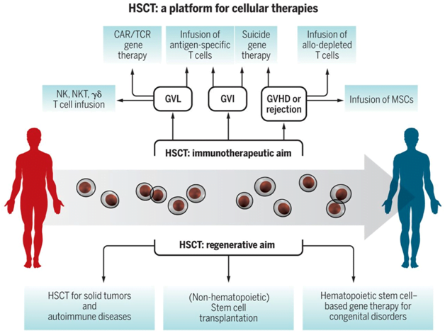 You are currently viewing Hematopoietic Stem Cells And Their Promise