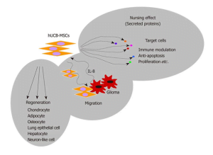 Read more about the article The Brilliance Of Stem Cells From The Umbilical Cord
