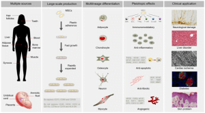 Read more about the article Mesenchymal Stem Cells Offer Hope For Depression
