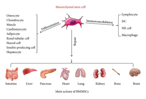 Read more about the article Repairing Organs With Mesenchymal Stem Cells (MSCs)