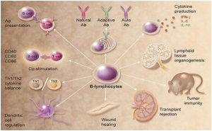Read more about the article Studying B Lymphocytes