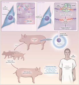 Read more about the article Swine Fibroblast Cells And Their Magic