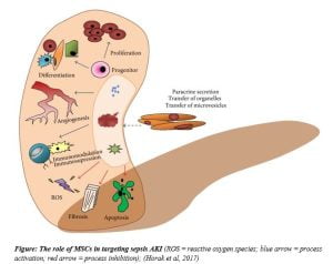 Read more about the article MSCs For Sepsis In Kidney Injury