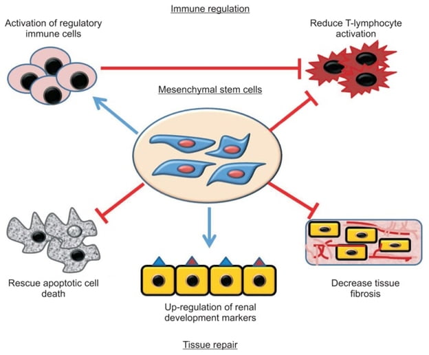 You are currently viewing Mesenchymal Stem Cells For Healing The Kidney