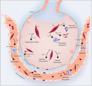 Read more about the article Breathing Easy With Mesenchymal Stem Cells: COVID-19