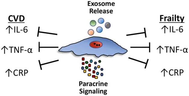 You are currently viewing Stem Cells For Aging