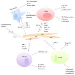 Read more about the article Mesenchymal stem cells for Sepsis