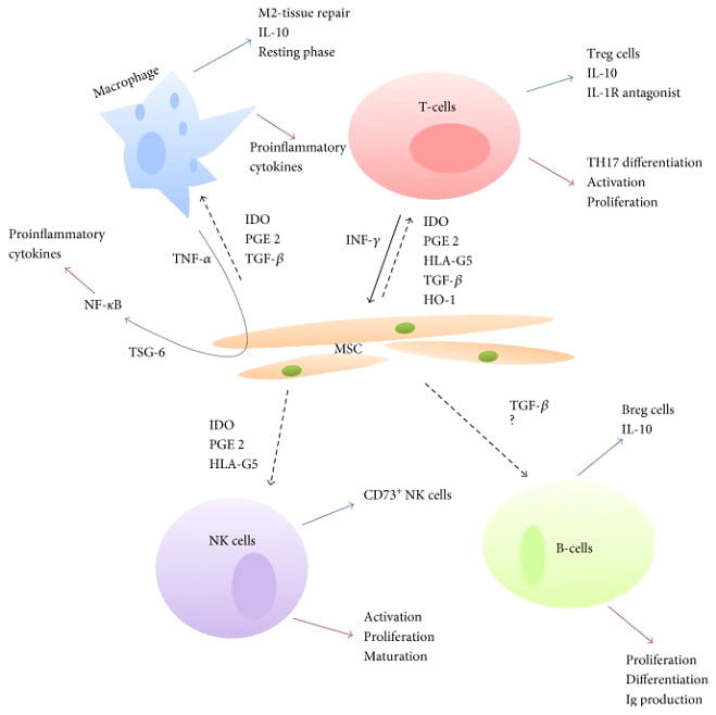 You are currently viewing Mesenchymal stem cells for Sepsis