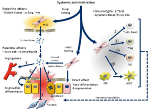 Read more about the article Mesenchymal Stem Cells For Autoimmune Diseases