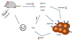 Read more about the article Mesenchymal Stem Cells For Pain Relief