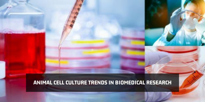 You are currently viewing Animal Cell Culture Trends in Biomedical Research