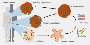 Read more about the article How Tumor Organoid Applications Help In Cancer Research