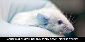 Read more about the article Mouse Models For Inflammatory Bowel Disease Studies